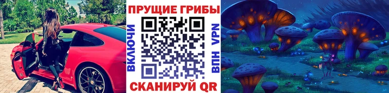 купить   Далматово  Псилоцибиновые грибы Psilocybine cubensis 